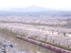 一目千本桜2019Ⅱ