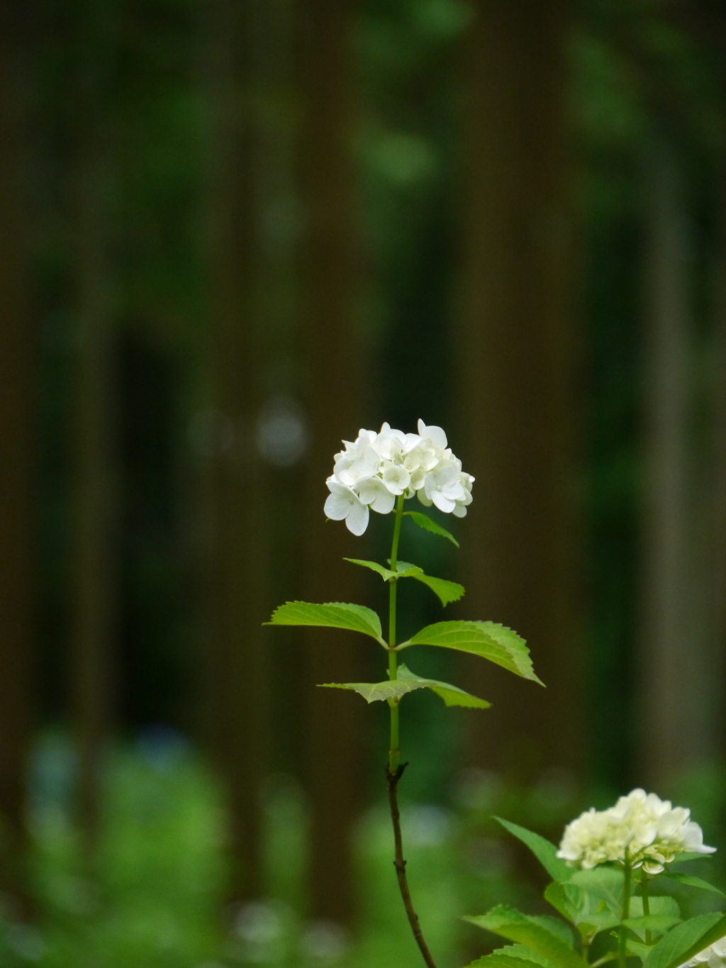 木漏れ日の中で