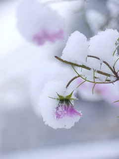 雪秋桜Ⅱ