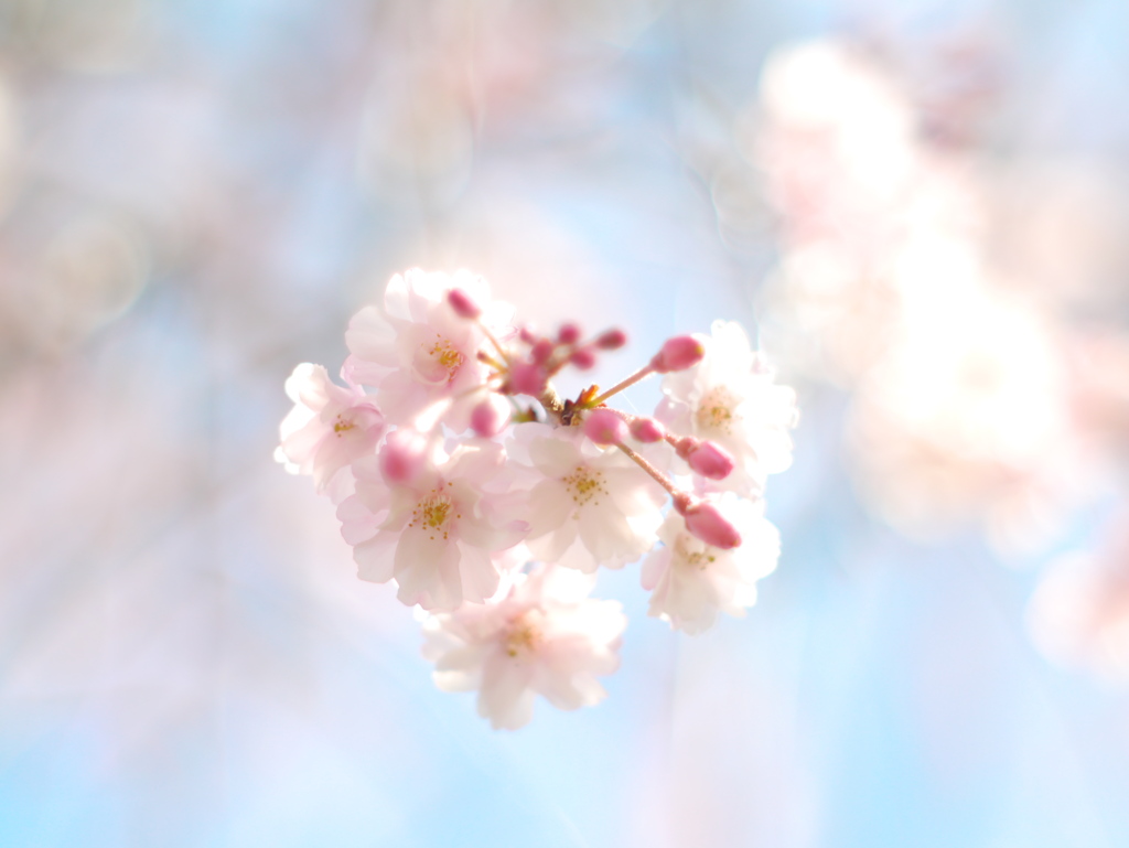 近所の枝垂れ桜