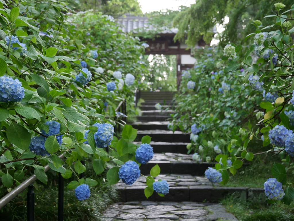 資福寺の紫陽花2023Ⅱ