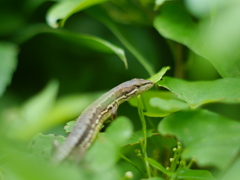 昭和万葉の森のカナヘビ