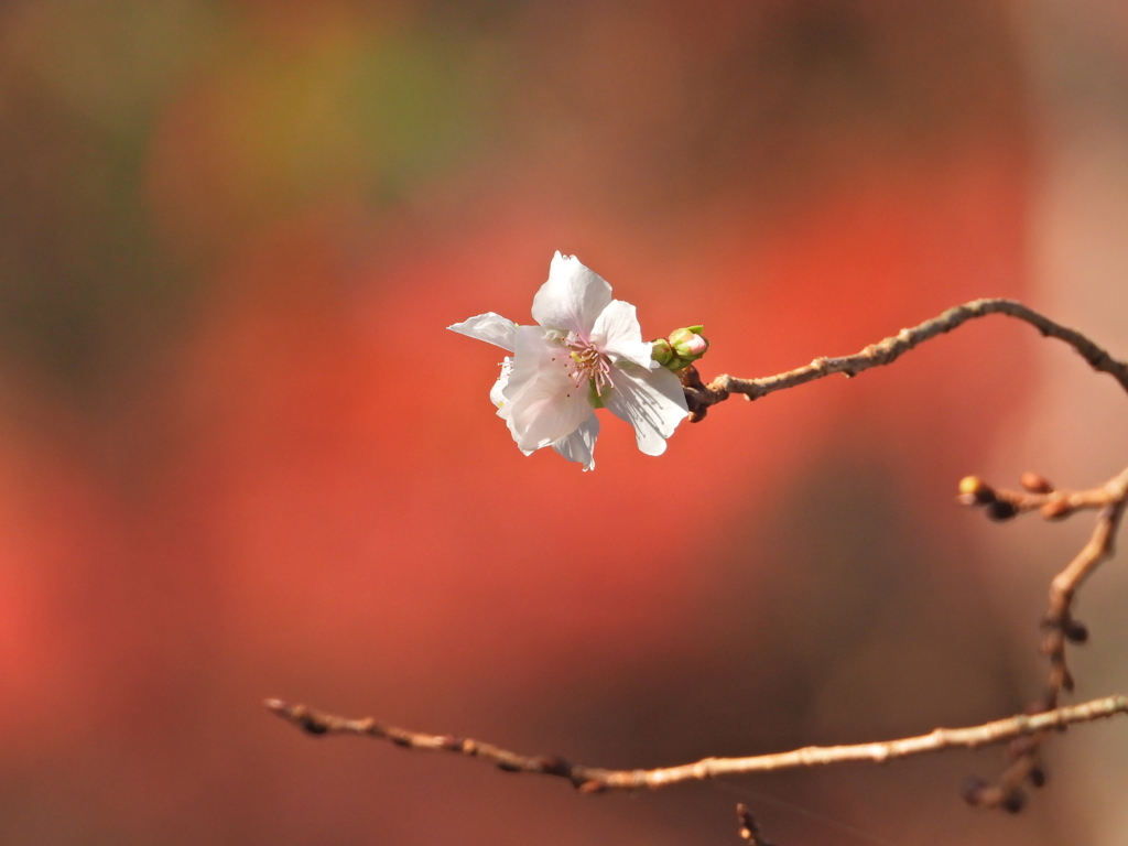 鹽竈神社の四季桜2025