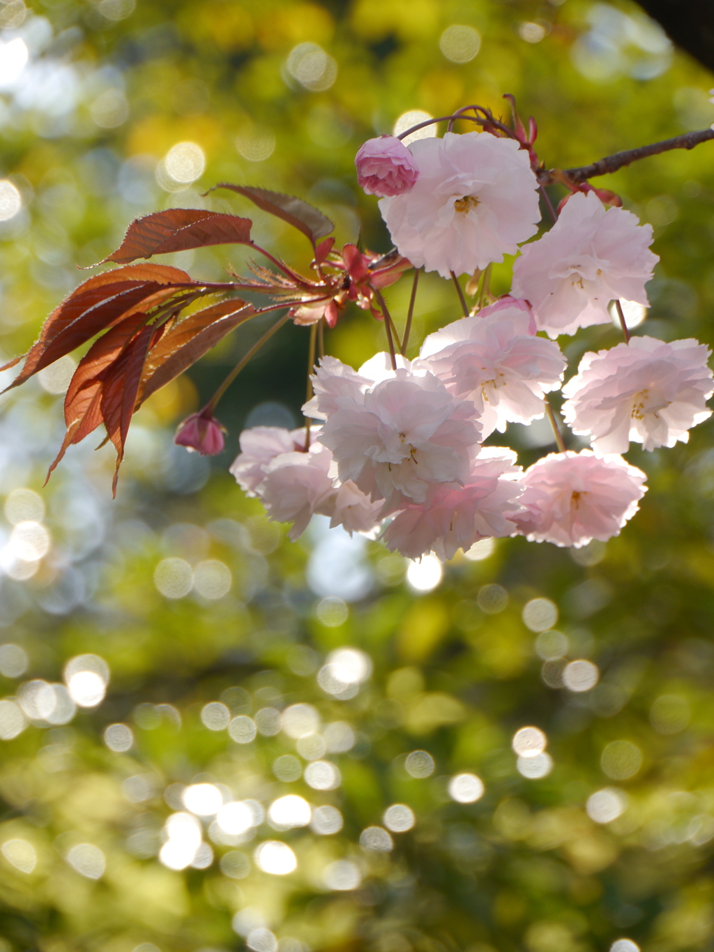 公園の八重桜Ⅱ