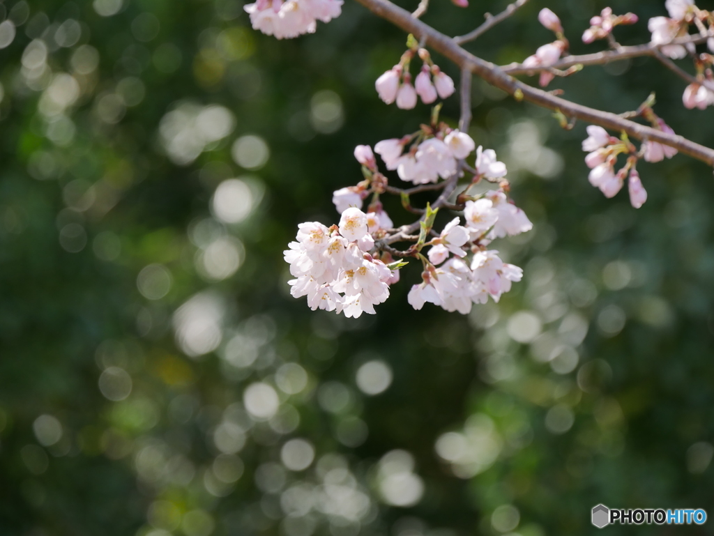 職場の桜2025Ⅲ