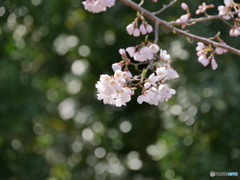 職場の桜2025Ⅲ