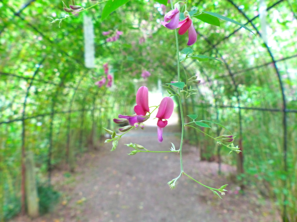 萩のトンネル