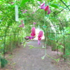 萩のトンネル
