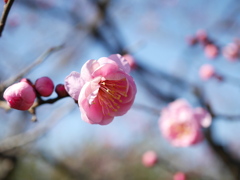 農業園芸センターの紅梅2026Ⅱ