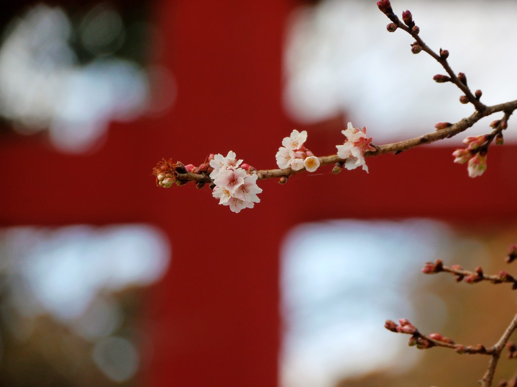 鹽竈神社の四季桜2017