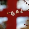 鹽竈神社の四季桜2017