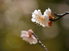 公園の白梅Ⅱ