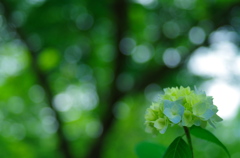 木陰の紫陽花Ⅲ