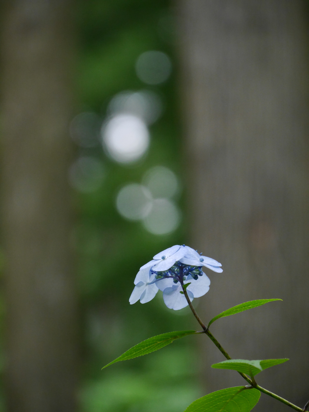 みちのくあじさい園の紫陽花Ⅵ