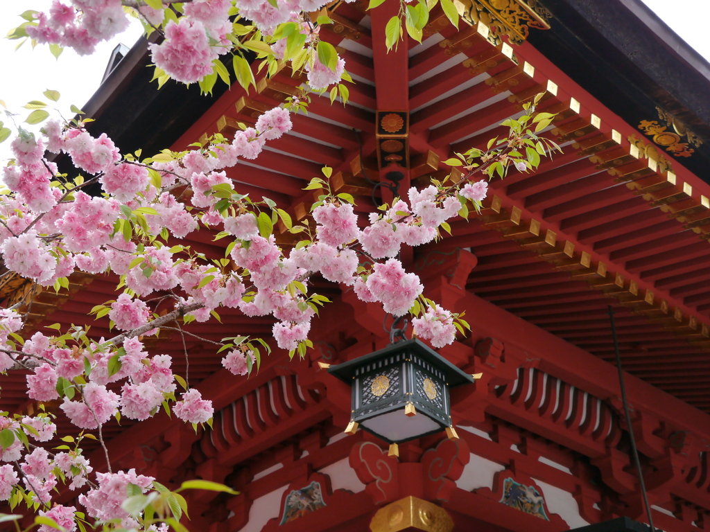 鹽竈神社の鹽竈桜2023