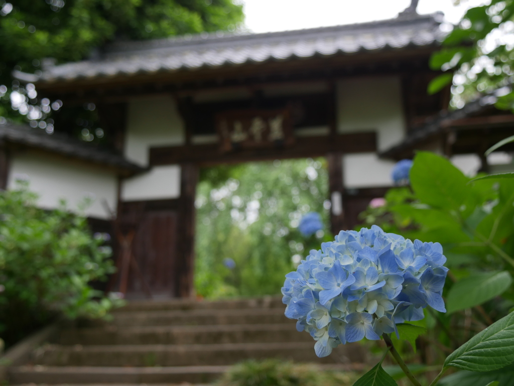 資福寺の紫陽花2024Ⅱ