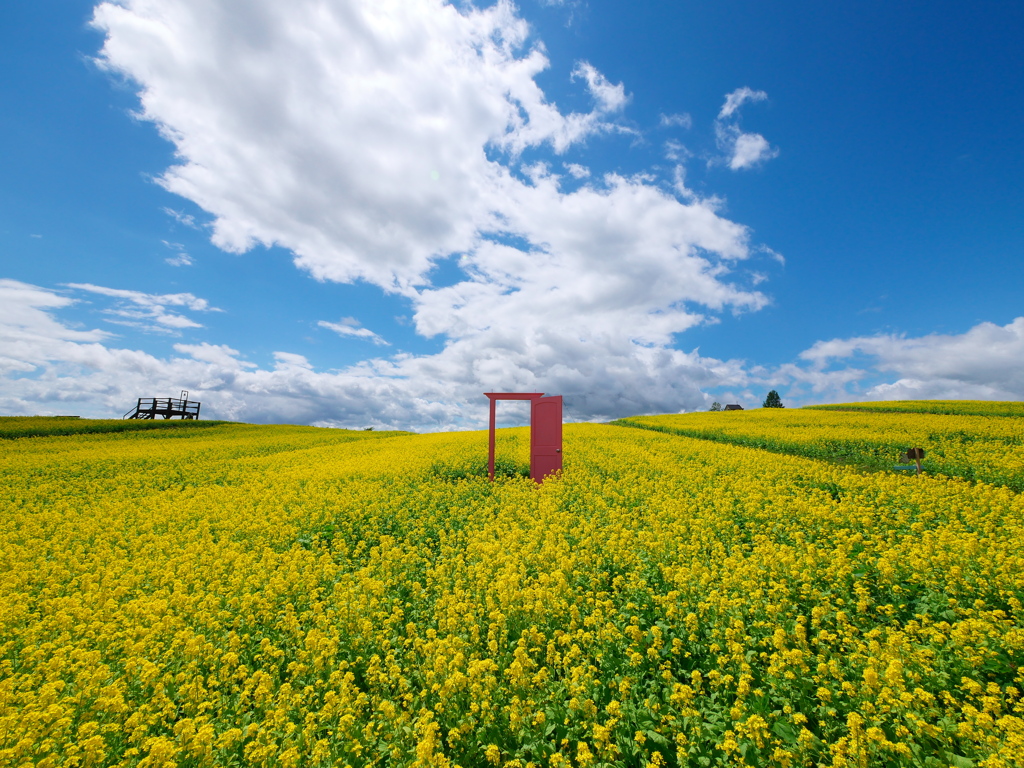 やくらいガーデンの菜の花畑2021Ⅱ