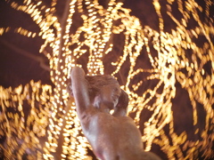 SENDAI光のページェント2025Ⅺ