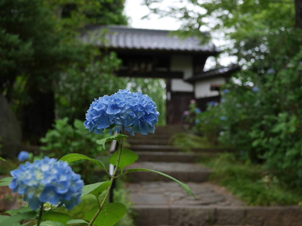 資福寺の紫陽花2024