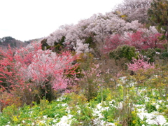 花見山公園2019Ⅲ