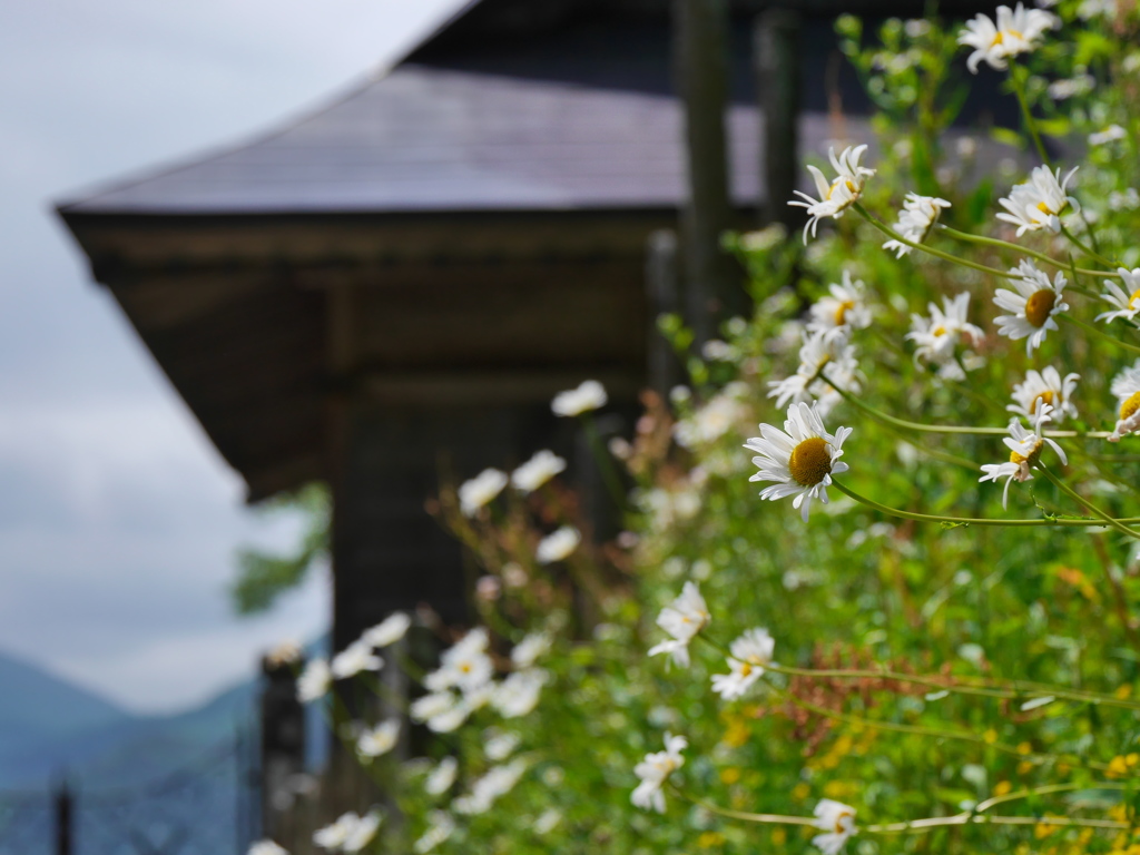 初夏の山寺にてⅢ
