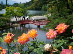 東沢バラ公園のバラ2025Ⅷ
