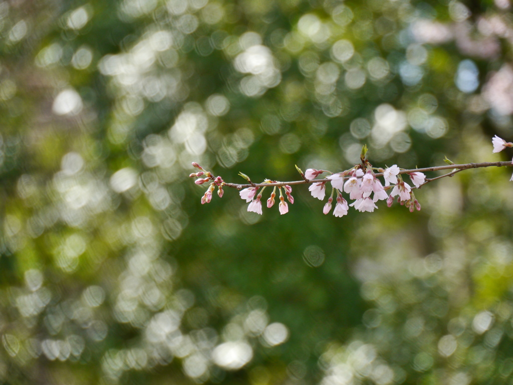 職場の桜Ⅳ