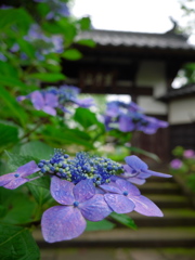 資福寺の紫陽花2014Ⅲ