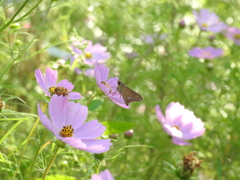 河原のセセリⅧ