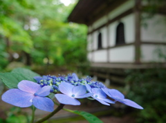 資福寺の紫陽花2014Ⅴ
