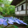 資福寺の紫陽花2014Ⅴ