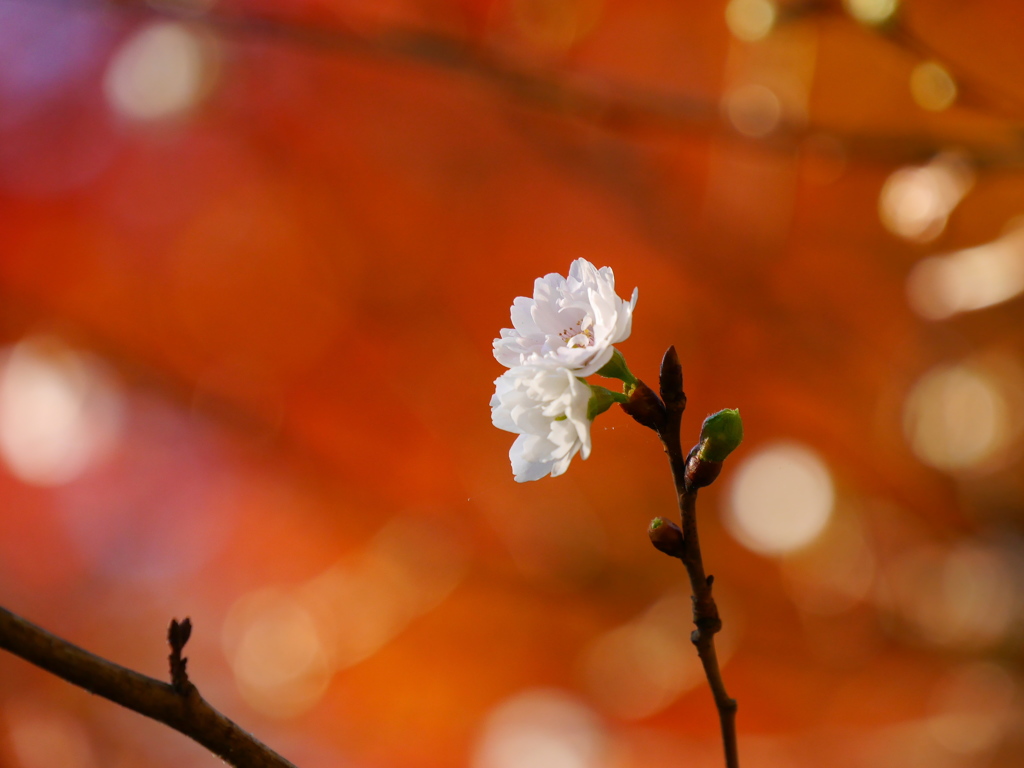 鹽竈神社の子福桜Ⅲ