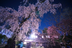 公園の枝垂れ桜2020
