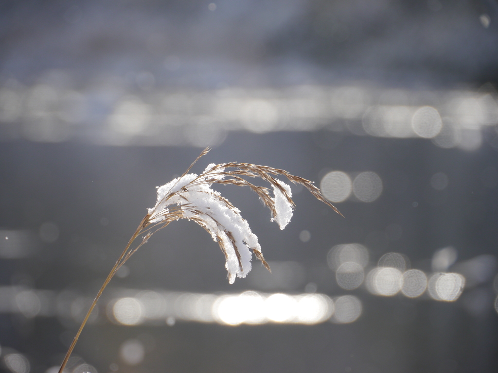 雪薄Ⅲ