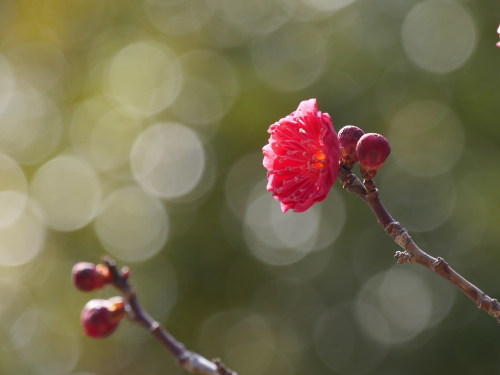 公園の紅梅