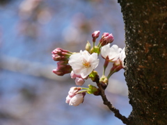 職場の桜2025