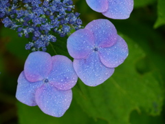 霧雨Ⅱ