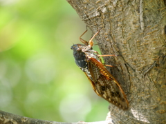 河原のアブラゼミ