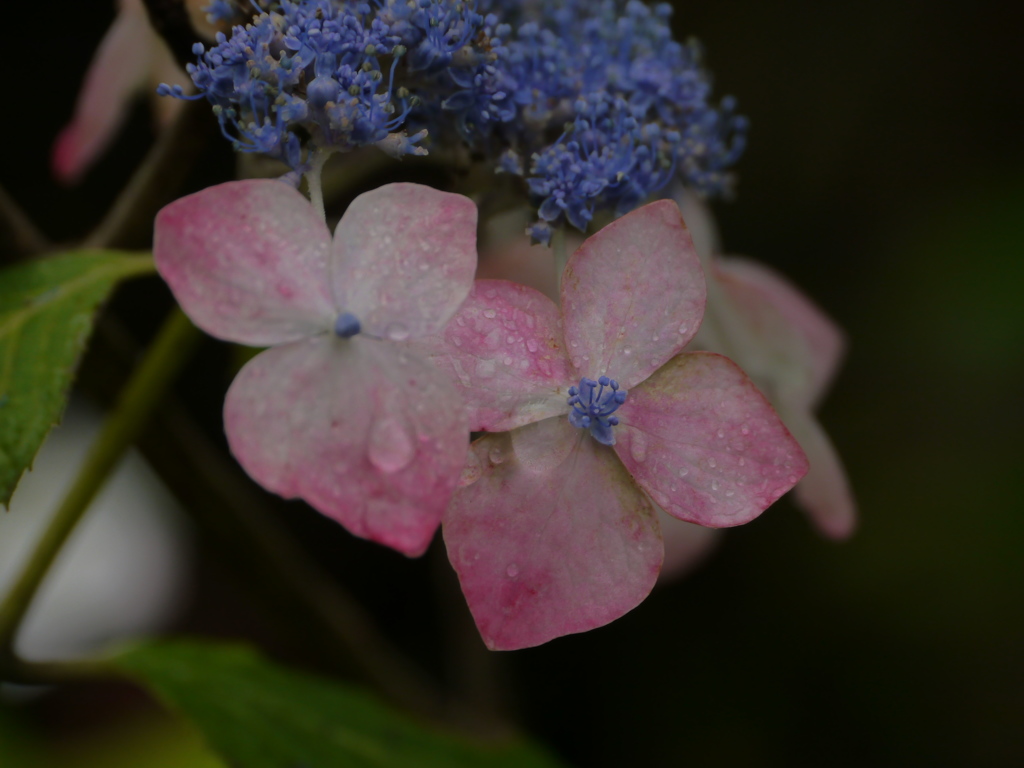 資福寺の紫陽花2017Ⅷ