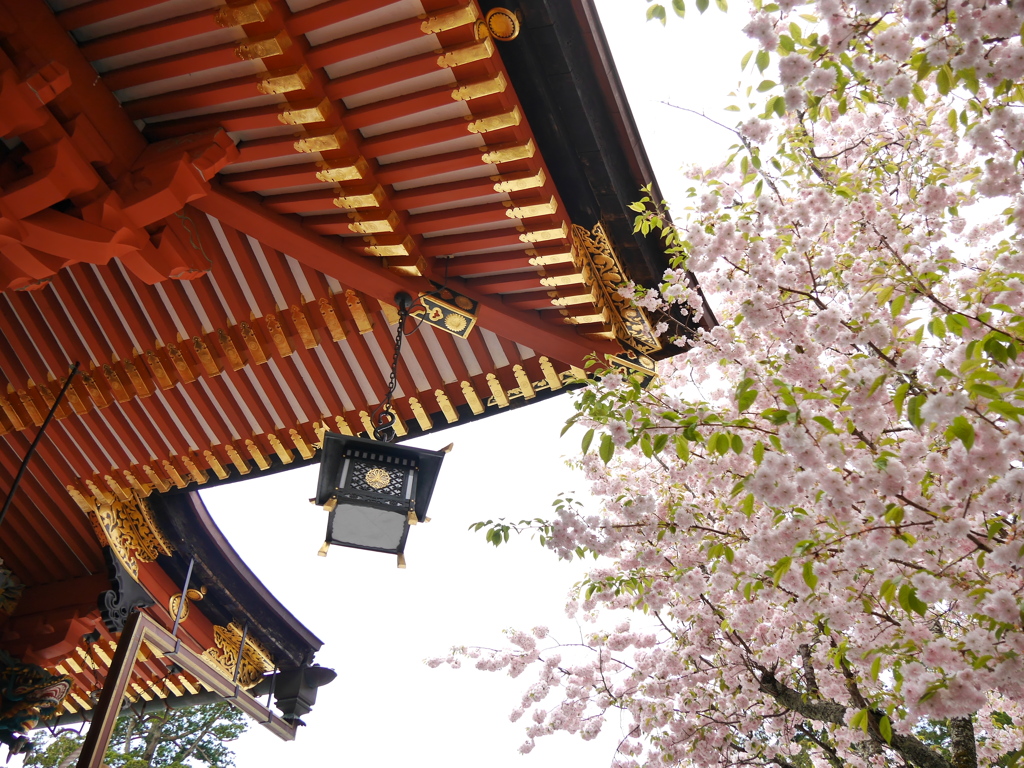 鹽竈神社の鹽竈桜2020Ⅳ