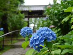 資福寺の紫陽花2021Ⅲ