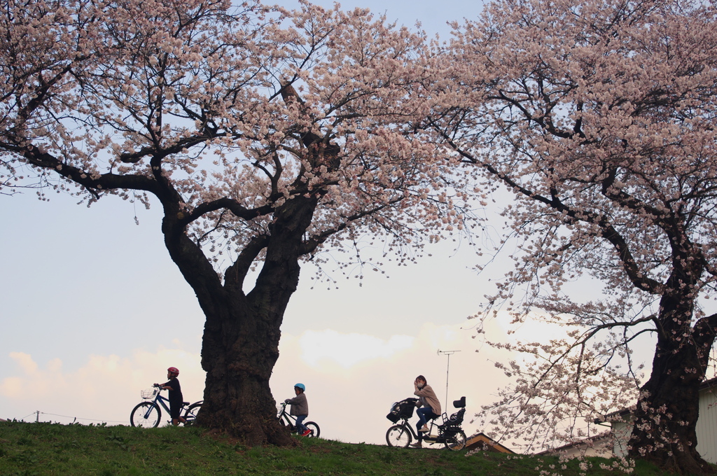 一目千本桜2020Ⅳ
