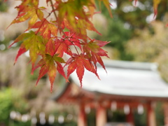 鹽竈神社のモミジ