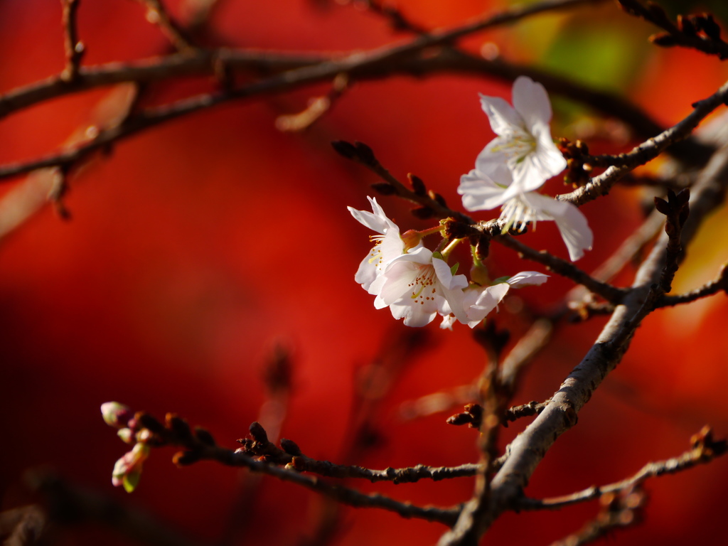 鹽竈神社の四季桜2016Ⅲ