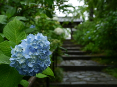 資福寺の紫陽花2019Ⅳ