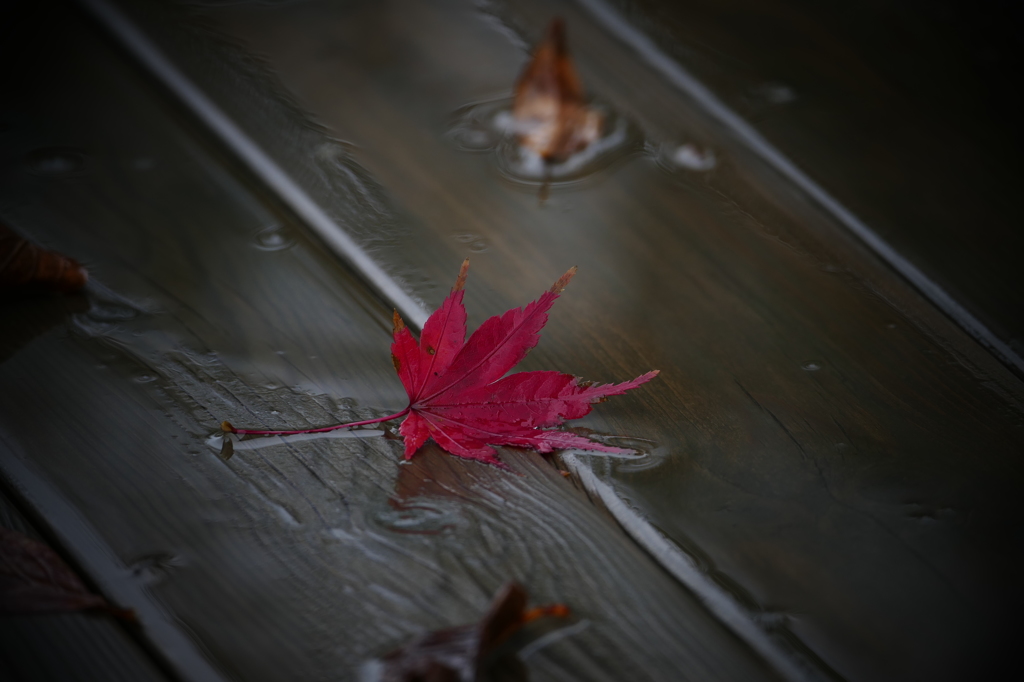雨の庭先Ⅳ