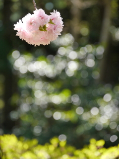 鹽竈神社の鹽竈桜2021Ⅷ