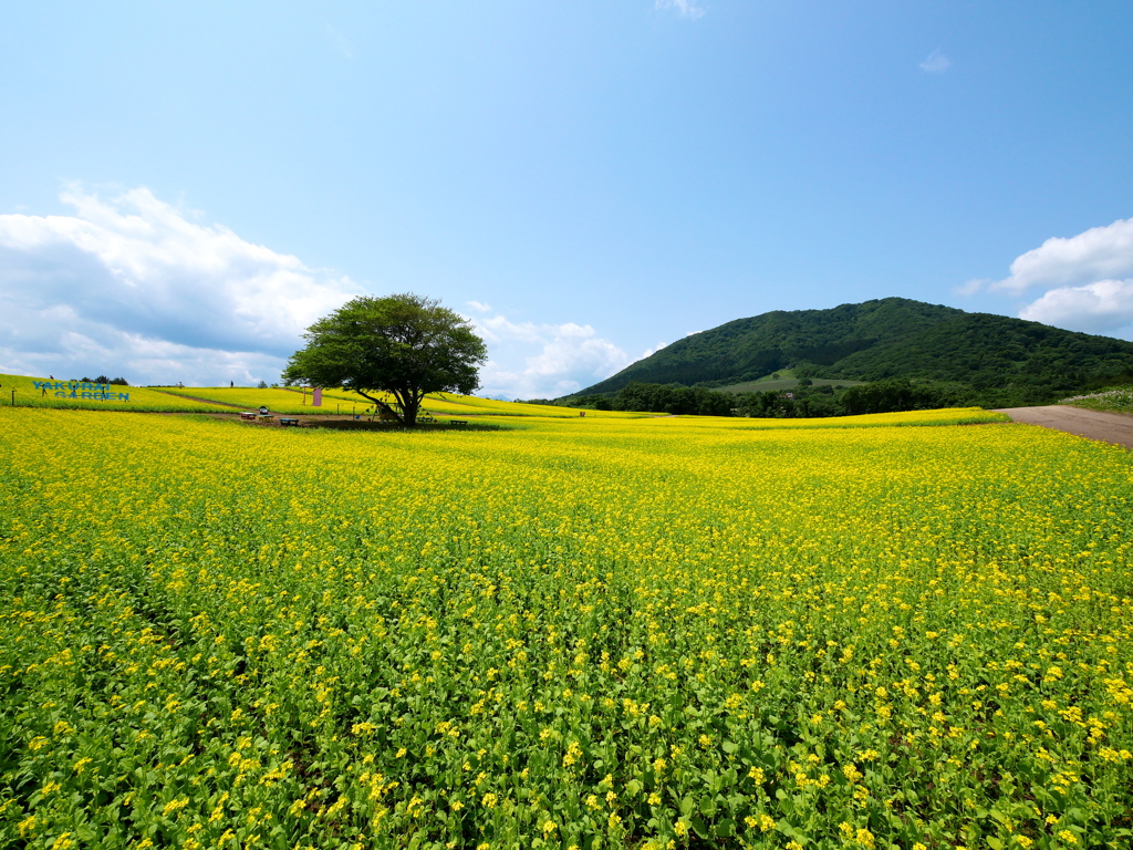 やくらいガーデンの菜の花畑2023Ⅳ