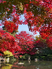 もみじ公園のモミジ2022Ⅵ