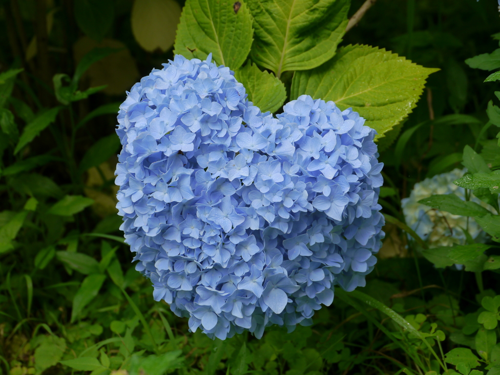 ハート♡